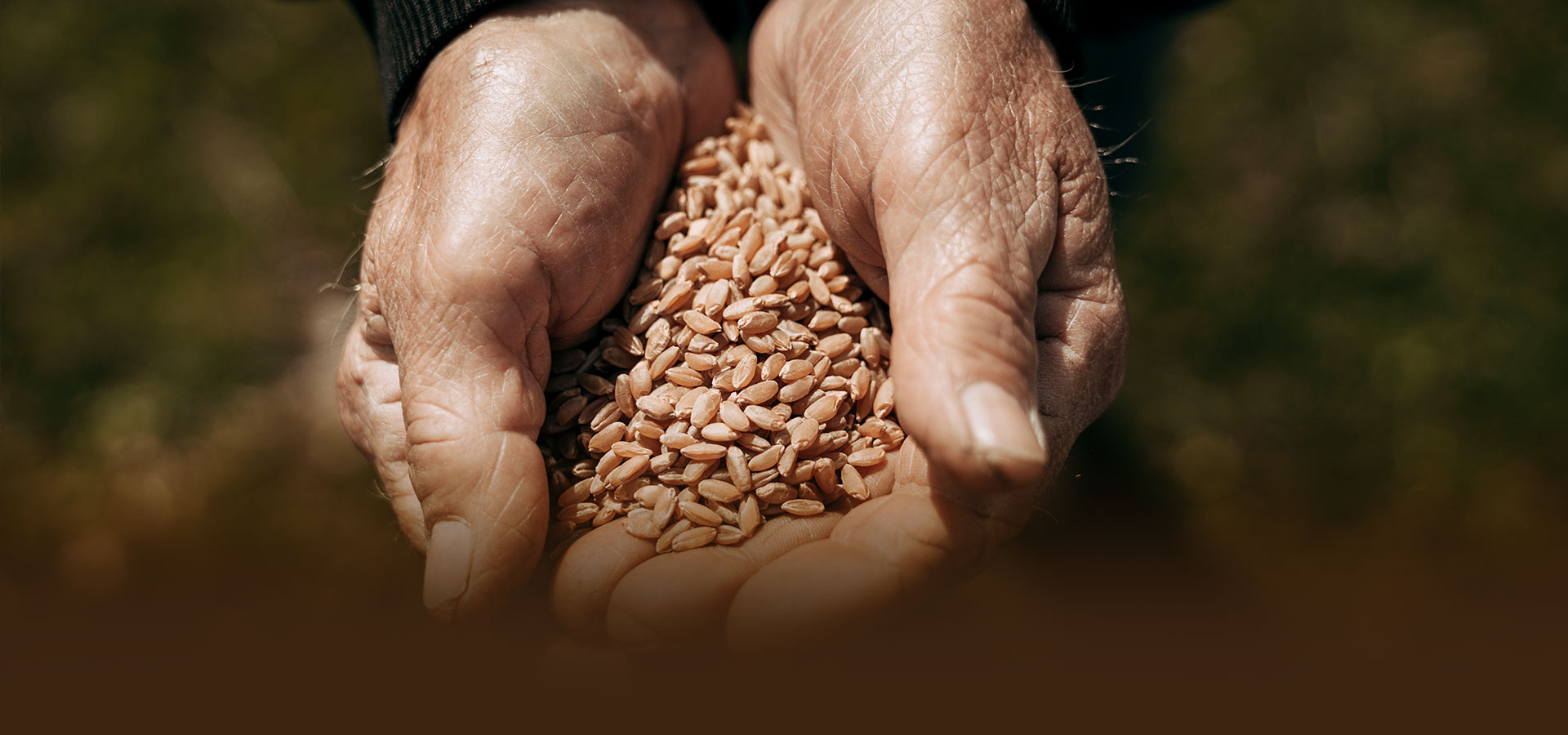sez-sotto-header-new-grano