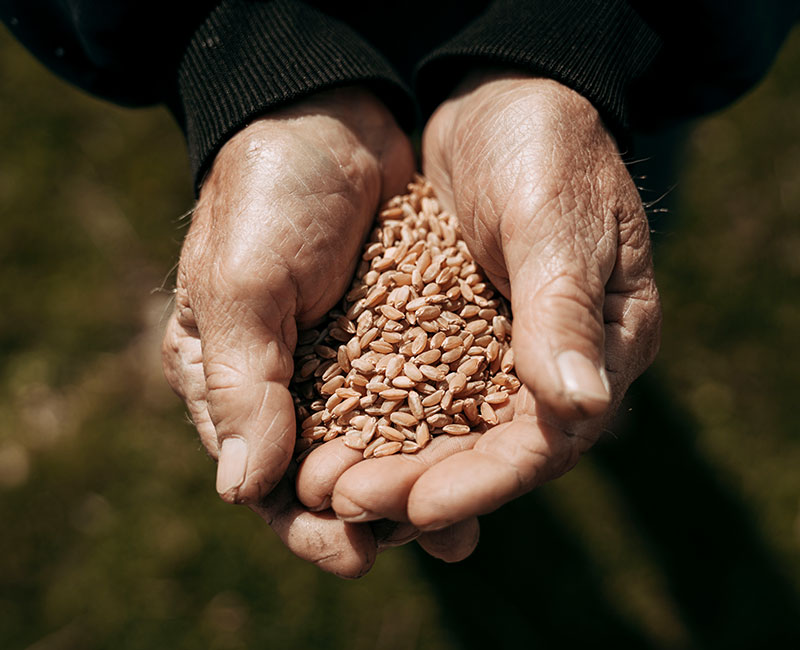 sezione-2-sotto-header-il-grano-new-sm